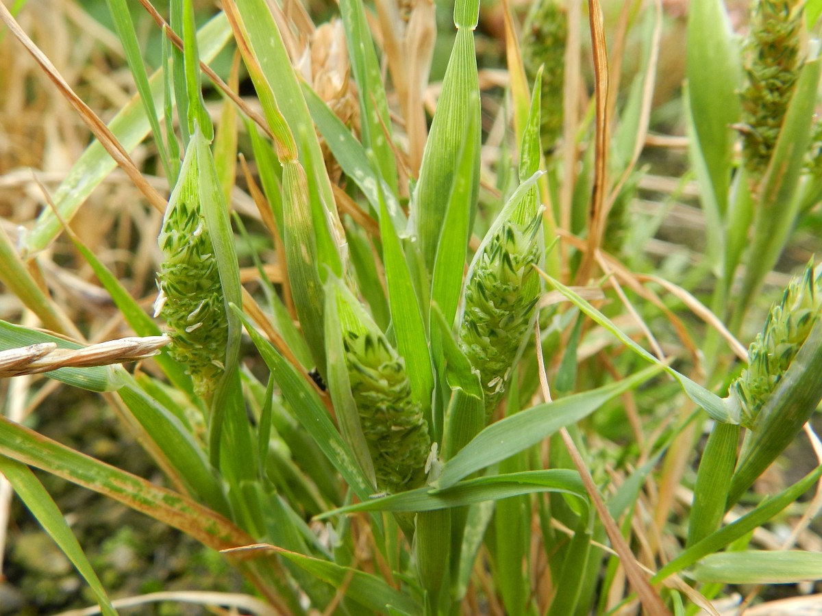 Phalaris paradoxa